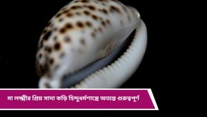  Vastu tips for Diwali: দীপাবলিতে মা লক্ষ্মীর বিশেষ আশীর্বাদ পেতে জানুন কড়ির মাহাত্ম্য! 