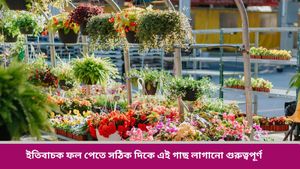  Vastu Tips: লক্ষ্মী পুজোয় বাড়িতে আনুন এই গাছ, বর্ষিত হবে মা লক্ষ্মীর আশীর্বাদ, তবে জানতে হবে সঠিক দিক 