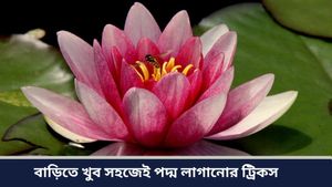 Diwali 2024: দীপাবলিতে দেবী লক্ষ্মীর বিশেষ আশীর্বাদ পেতে চান? বাড়িতে লাগান পদ্ম ফুল গাছ  