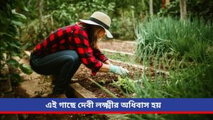 Vastu tips: এক অলৌকিক গুণসম্পন্ন গাছ, যা বাড়ির সঠিক দিকে রোপণ করলেই আসবে সম্পদ-সমৃদ্ধি! 