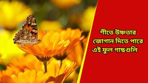 Winter flowers: শীতকালীন ফুলের গাছগুলি শুধু ঘর সুন্দরই নয়, মানসিক শান্তিও দেবে, জানুন গাছের যত্নে টিপস