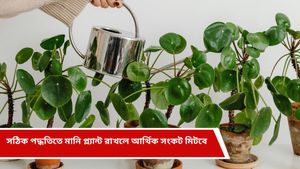 Vastu tips: শখ করে মানি প্ল্যান্ট লাগিয়েছেন, এদিকে কোনও লাভই হচ্ছে না? জানুন সঠিক নিয়ম    