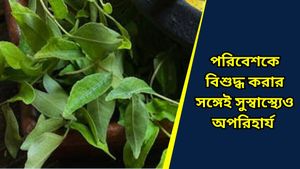  Medicinal plants: ডালিয়া-চন্দ্রমল্লিকার সঙ্গে বাড়িতে নিয়ে আসুন এই ঔষধি গাছ, উপকারিতা অবাক করে দেবে! 
