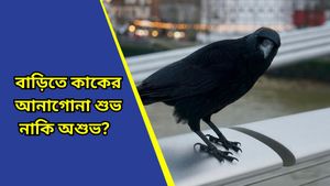 Vastu tips: বাড়িতে ঘনঘন কাকের আনাগোনা? কিসের ইঙ্গিত দিচ্ছে জানেন?  