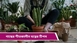 Winter tree care: শীতে আপনার শখের গাছ শুকিয়ে যাচ্ছে? জেনে নিন কোথায় ভুল করছেন   