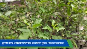 Vastu tips: বাড়িতে সুখ-শান্তি নেই, অর্থের বোঝা? সংকট দূর করবেন মা লক্ষ্মী, রইল বাস্তু টিপস 