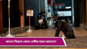 Vastu Tips: কালো বিড়াল পথ কাটলে দাঁড়িয়ে যান? শুভ নাকি অশুভ, কিসের ইঙ্গিত জানেন?