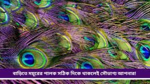 Vastu tips: আর্থিক সমস্যায় জেরবার? কৃষ্ণের প্রিয় ময়ূরের পালক এদিকে রাখলেই হবে টাকার বৃষ্টি!