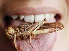 માનવીના ભોજનની ખોટ પૂરી કરી શકશે કીડા