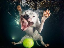 પાણીની અંદર લેવાયેલી કેટલીક રસપ્રદ તસવીરો