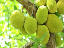 ફણસમાં છુપાયેલા સ્વાસ્થ્ય લાભ