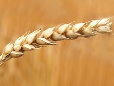 સંપૂર્ણ ઘઉં સાથે સંભવિત આરોગ્ય સમસ્યાઓ