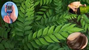 Curry Leaves Benefits: डाइजेशन से लेकर वेट लॉस तक, कड़ी पत्ते के 5 कमाल के फायदे