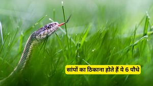 बारिश में सांपों के छिपने का अड्डा बन सकते हैं ये 6 पौधे, घर के पास हों तो तुरंत हटाएं