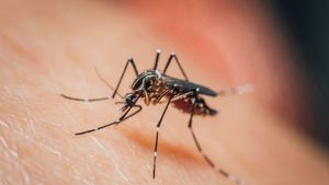 World Malaria Day 2026: एक नहीं 5 तरह का होता है मलेरिया, जानें लक्षण और बचाव के उपाय 