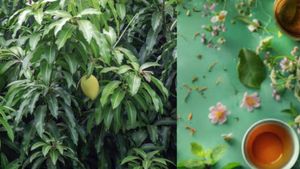 आम ही नहीं, इसके पत्ते भी हैं अमृत समान, Mango Leaves की एक कप चाय दूर करेगी ये 5 बड़ी बीमारियां