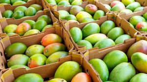 Japan Mango Ban: जापान में सबसे ज्यादा कौन सा आम खाया जाता है? 20 साल बाद भारतीय आमों पर लगाया प्रतिबंध