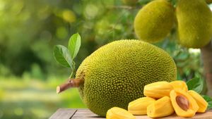 Jackfruit Side Effects: इन 5 लोगों को भूलकर भी नहीं खाना चाहिए कटहल, वरना शरीर बन जाएगा बीमारियों का घर