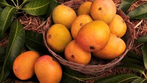 National Mango Day 2026: क्यों है आम फलों का राजा? जानें इसके खाने के 6 जबरदस्त फायदे