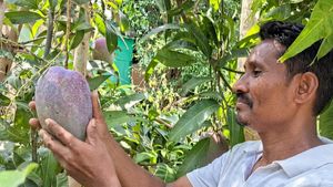 This Odisha Farmer Grows The World’s Most Expensive Mango, Worth Almost The Price Of Gold! 