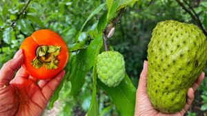 Ramphal, Sitaphal And Hanuman Phal: The Ramayana Link Behind These Seasonal Fruits Isn’t What You Think 