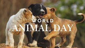 World Animal Day 2026: How Pets Quietly Improve Your Health