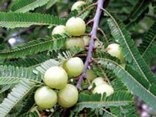 ಮೇಲೋಗರ,ನೆಲ್ಲಿಕಾಯಿ ಉಪ್ಪಿನಕಾಯಿ 