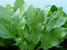 ಅಸಿಡಿಟಿ ಕಡಿಮೆ ಮಾಡಲು ಗ್ರೀನ್ ಜ್ಯೂಸ್