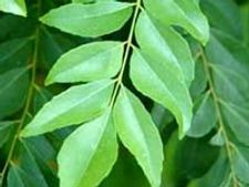 ಕರಿಬೇವು ಸೊಪ್ಪಿನ ಚಟ್ನಿಪುಡಿ.. ಆಹಾ!