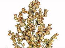    ಆರೋಗ್ಯಕಾರಕ ಜೋಳದ ಪಲಾವ್