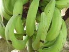 ಶಾಕಾಹಾರಿಗಳಿಗಾಗಿ ಬನಾನಾ ಕಬಾಬ್!