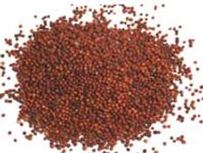 ದಾಸರು ಮೆಚ್ಚಿದ ರಾಗಿ ಹುರಿಟ್ಟು ತಿಂದೀರಾ?