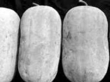 ದಮ್ರೋಟಿಗೆ ಕುಂಬಳಕಾಯಿ ಬಲಿ