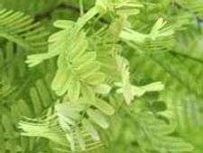 ಹುಣಿಸೆ ಎಲೆ ಚಿಗುರಿನ ದಾಲ್ಮಖಾನಿ