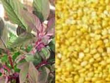 ಹೆಸರುಕಾಳು ಹಾಗೂ ದಂಟಿನ ಸೊಪ್ಪಿನ ಪಲ್ಯ