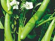 ವಾಂಗಿಭಾತ್  ಅಲ್ಲ ಬದ್ನೇಕಾಯಿ ಅನ್ನ