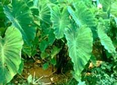 ಬಯಲು ಸೀಮೆಗಾಗಿ ಎಲೆಕೋಸು ಪತ್ರೊಡೆ