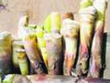 ವಸಂತ ಋತುವಿನಲ್ಲಿ ತಿನ್ನಿ ಕಳಲೆ ಪಲ್ಯ