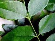 ಗ್ಯಾಸ್ ಟ್ರಬಲ್ ನಿವಾರಿಸುವ ಕರಿಬೇವು ಪುಡಿ