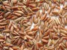 ಆಹಾರಕ್ಕೆ ಪರ್ಯಾಯ ಪದವೇ ಕೆಂಪಕ್ಕಿ ಅನ್ನ