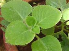 ಮಳೆಗಾಲದ ಸಂಜೆ ದೊಡ್ಡಪತ್ರೆ ಬೋಂಡಾ