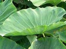 ಕರಾವಳಿಯ ಪತ್ರೊಡೆ ಮನೇಲಿ ಮಾಡಿ