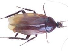 ಮನೆಯೊಳಗಣ ಶತ್ರುವಿನ ನಿರ್ದಾಕ್ಷಿಣ್ಯ ವಧೆ