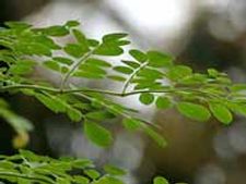 ಅಧಿಕ ಪ್ರೊಟೀನ್ ಇರುವ ನುಗ್ಗೆ ಸೊಪ್ಪಿನ ಚಟ್ನಿ