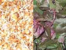 ಮೊಳಕೆ ಹುರುಳಿಕಾಳು ಮತ್ತು ದಂಟಿನಸೊಪ್ಪಿನ ಬಸ್ಸಾರು