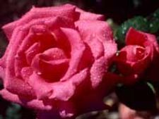 ಆರೋಗ್ಯಕ್ಕೆ ಹಿತಕರ ಬೆಣ್ಣೆ ಗುಲ್ಕಂದ್ ರೆಸಿಪಿ