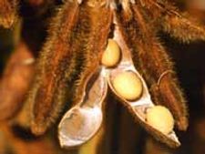 ಬಜೆಟ್ ಬೆಳೆ ಜೊತೆ ಸೋಯ ಅವರೆ ಬೆಳೆಸಿ