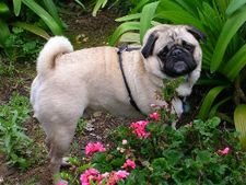 ಪುಟಾಣಿ ನಾಯಿ ಪಗ್ ಬಗ್ಗೆ ನಿಮಗೆ ಎಷ್ಟು ಗೊತ್ತು?