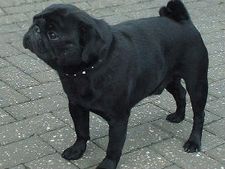 ಪಗ್ ಗೆ ಆಜ್ಞೆ ಮಾಡಬೇಡಿ, ಪ್ರೀತಿ ತೋರಿಸಿ