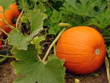 ಸುಂದರ ತೋಟಕ್ಕೆ ಸಿಂಪಲ್ ವೆಜಿಟೆಬಲ್ಸ್